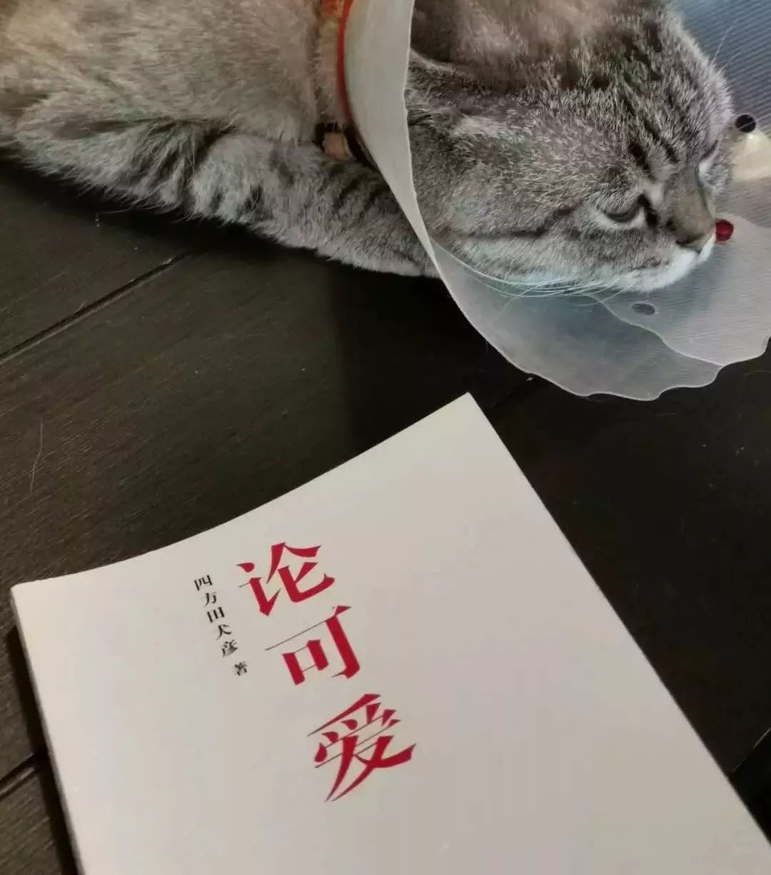 深度解析：为什么99%的IP形象都不够萌？